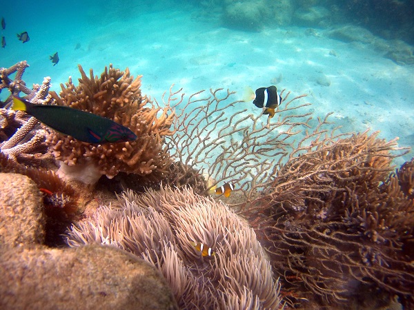 Vịnh san hô là nơi cải tạo, nuôi trồng các loại san hô phục vụ cho du lịch biển